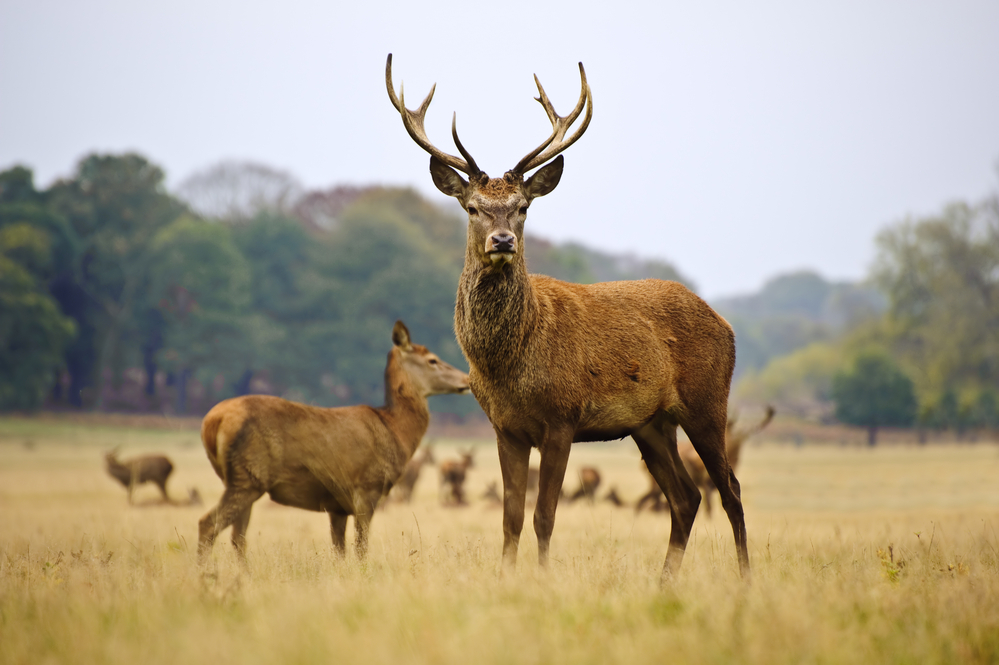 Het edelhert: de koning van de Veluwe